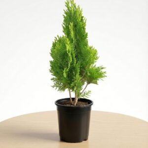 golden morpankhi (thuja) live plant – evergreen ornamental peacock plant for home, balcony & garden