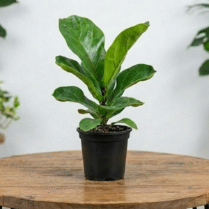 spider plant (chlorophytum comosum) – air purifying indoor plant