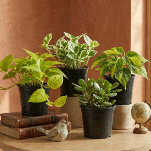 spider plant (chlorophytum comosum) – air purifying indoor plant