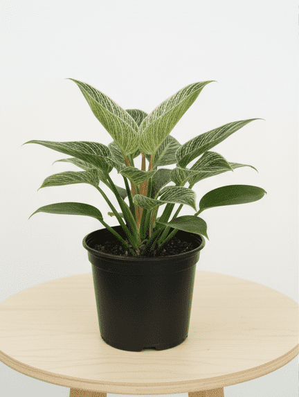 Philodendron Birkin – The Stylish Indoor Beauty - Image 2