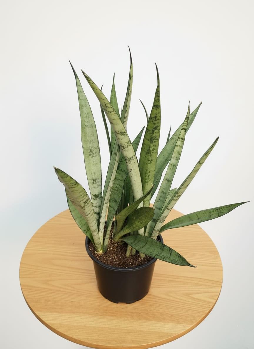snake plant (sansevieria 'silver princess')