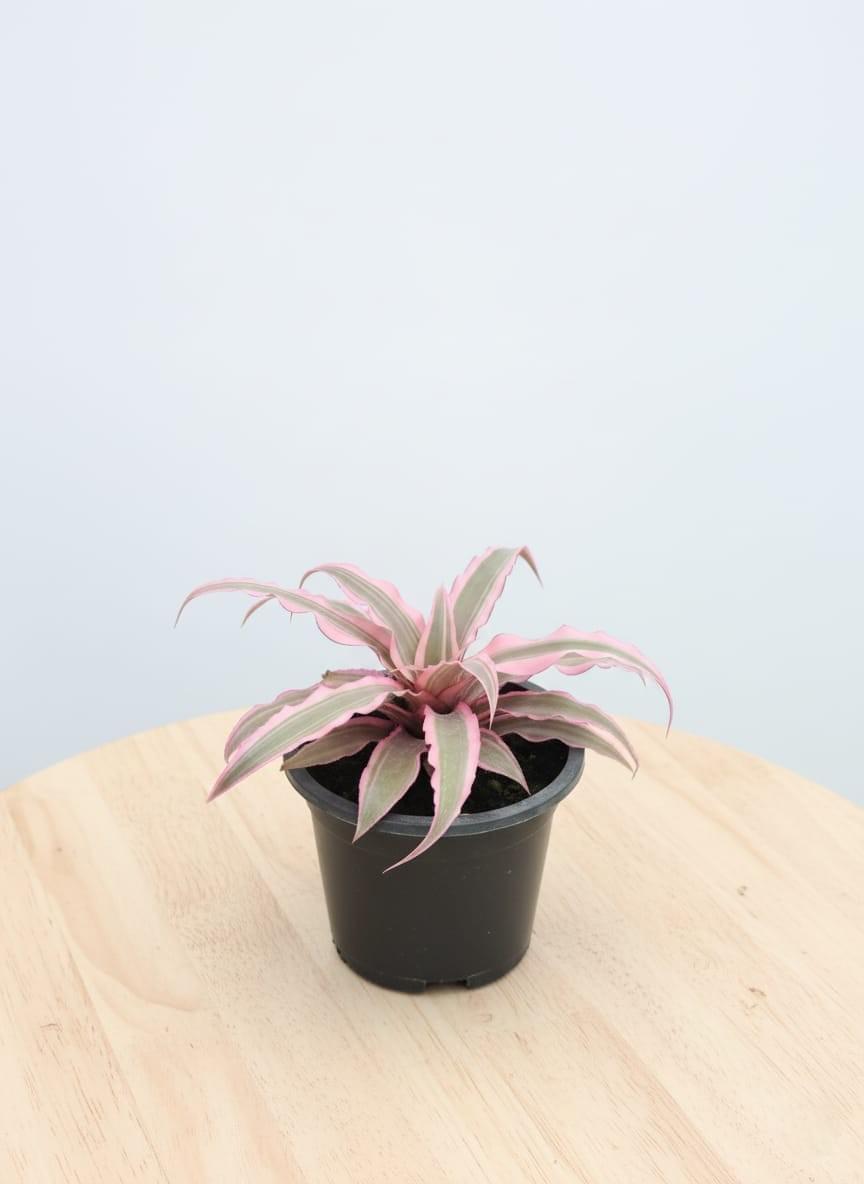 cryptanthus cryptanthus