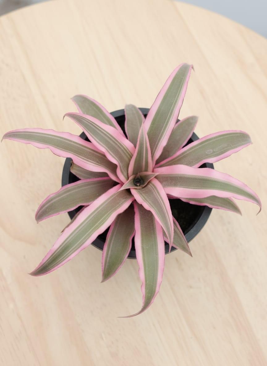 cryptanthus cryptanthus