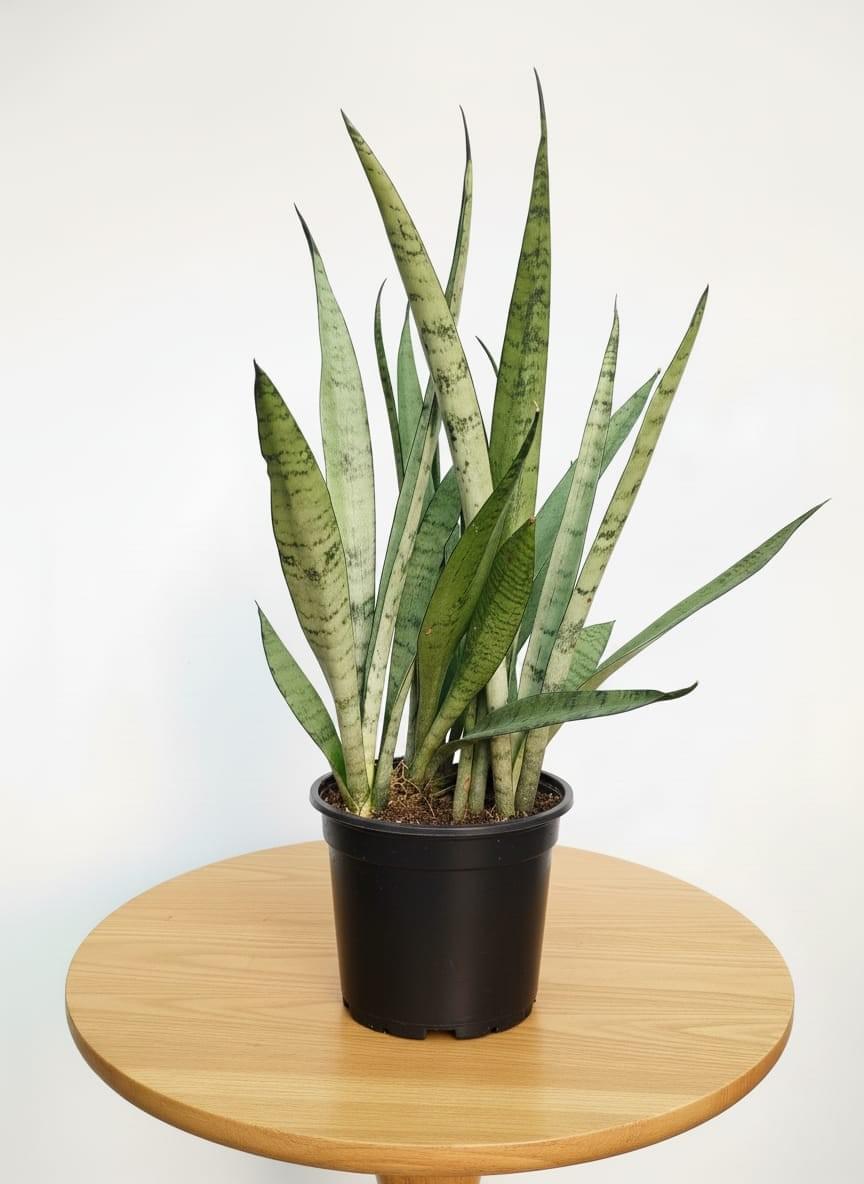 snake plant (sansevieria 'silver princess')