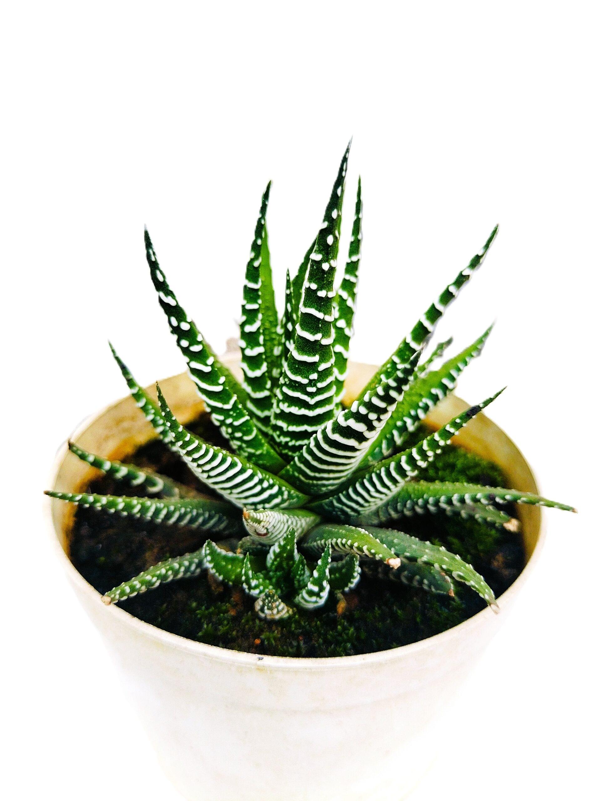 img20240710152435[1]