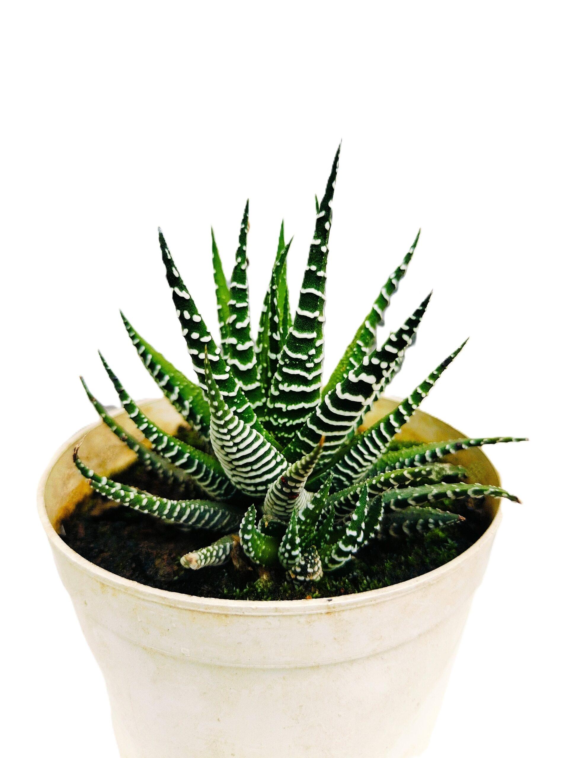 img20240710152451[1]